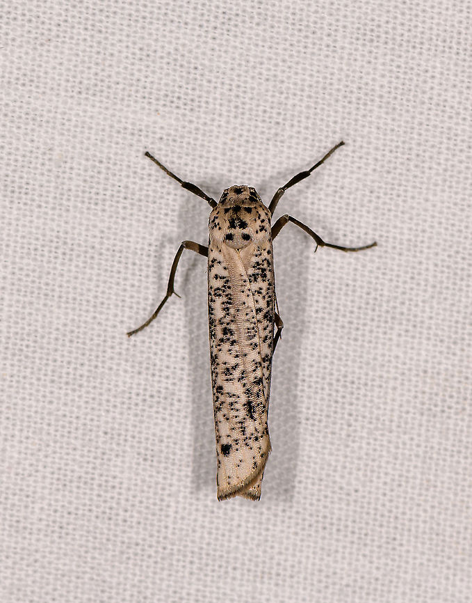 Eilema sp. - 2, Ivoloina park, Madagascar ID by Maik Bippus. Africa,Geotagged,Ivoloina park,LepiLED,Madagascar,Madagascar 2019,Winter,World