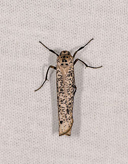 Eilema sp. - 2, Ivoloina park, Madagascar ID by Maik Bippus. Africa,Geotagged,Ivoloina park,LepiLED,Madagascar,Madagascar 2019,Winter,World