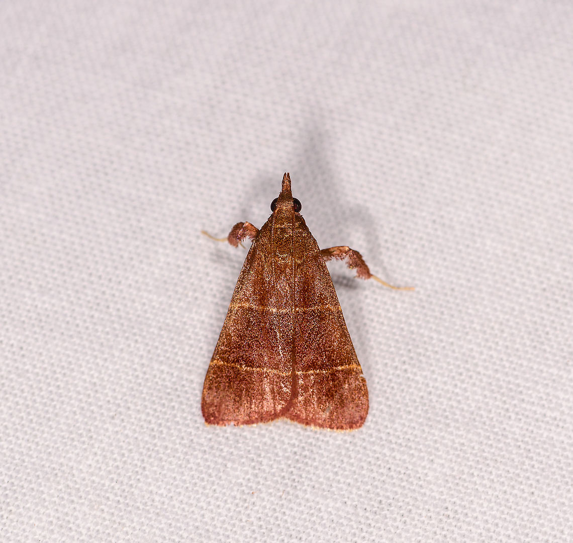 Parachma lequettealis, Ivoloina park, Madagascar Another distribution mystery. The visual match with Arta epicoenalis is very strong, yet this is an Americas species. Africa,Ivoloina park,LepiLED,Madagascar,Madagascar 2019,Parachma lequettealis,World