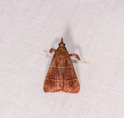 Parachma lequettealis, Ivoloina park, Madagascar Another distribution mystery. The visual match with Arta epicoenalis is very strong, yet this is an Americas species. Africa,Ivoloina park,LepiLED,Madagascar,Madagascar 2019,Parachma lequettealis,World