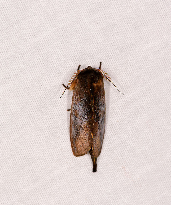 Lasiocampidae, Ivoloina park,Madagascar, Madagascar Same or similar species as this one found in Andasibe:<br />
<figure class="photo"><a href="https://www.jungledragon.com/image/86359/hairy_brown_moth_andasibe_madagascar.html" title="Hairy brown moth, Andasibe, Madagascar"><img src="https://s3.amazonaws.com/media.jungledragon.com/images/2/86359_thumb.jpg?AWSAccessKeyId=05GMT0V3GWVNE7GGM1R2&Expires=1759968010&Signature=4sDHfLJZBkf0P3W2b1FaLv35V9I%3D" width="116" height="152" alt="Hairy brown moth, Andasibe, Madagascar Lasiocampidae. Africa,Andasibe,Geotagged,LepiLED,Madagascar,Madagascar 2019,Winter,World" /></a></figure><br />
This species mimics a leaf, side view that shows this coming later. Africa,Ivoloina park,LepiLED,Madagascar,Madagascar 2019,World