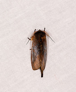 Lasiocampidae, Ivoloina park,Madagascar, Madagascar Same or similar species as this one found in Andasibe:
https://www.jungledragon.com/image/86359/hairy_brown_moth_andasibe_madagascar.html
This species mimics a leaf, side view that shows this coming later. Africa,Ivoloina park,LepiLED,Madagascar,Madagascar 2019,World