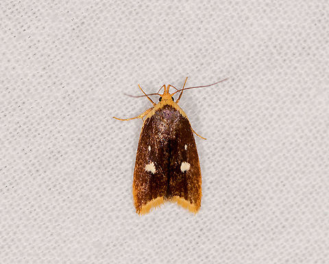 Tiny yellow-edge moth, Ivoloina park, Madagascar  Africa,Geotagged,Ivoloina park,LepiLED,Madagascar,Madagascar 2019,Winter,World