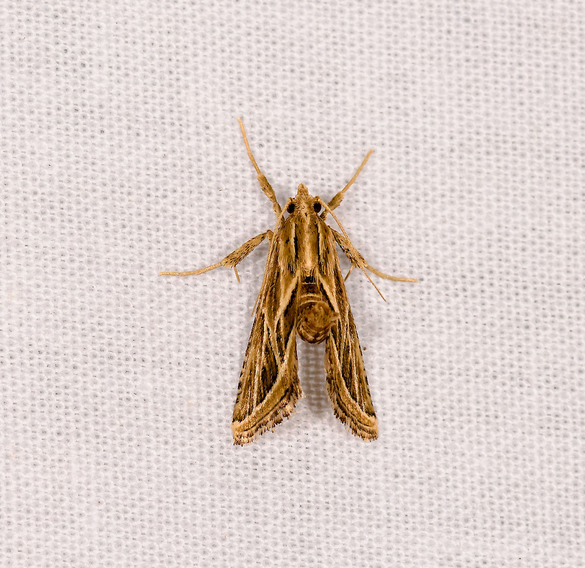 Lineodes sp., Ivoloina park, Madagascar Lineodes  or similar genus (since Lineodes is mostly North America). Africa,Geotagged,Ivoloina park,LepiLED,Madagascar,Madagascar 2019,Winter,World