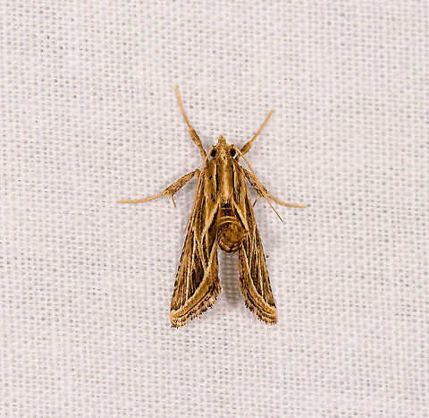 Lineodes sp., Ivoloina park, Madagascar Lineodes  or similar genus (since Lineodes is mostly North America). Africa,Geotagged,Ivoloina park,LepiLED,Madagascar,Madagascar 2019,Winter,World