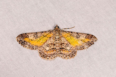 Cleora sp., Ivoloina park, Madagascar Similar, but not exactly the same:
https://www.jungledragon.com/image/89487/cleora_munda_ivoloina_park_madagascar.html Africa,Ivoloina park,LepiLED,Madagascar,Madagascar 2019,World