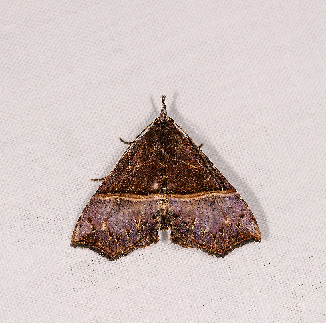 Zethes sagittula ,Ivoloina park,Madagascar ID by Maik Bippus.<br />
<a href="https://islandbiodiversity.com/Phelsuma26b.pdf" rel="nofollow">https://islandbiodiversity.com/Phelsuma26b.pdf</a> Africa,Geotagged,Ivoloina park,Madagascar,Madagascar 2019,Winter,World,Zethes sagittula