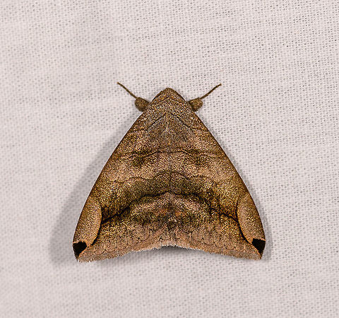 Triangular moth, Ivoloina park, Madagascar One of my favorites of the night, in particular I love the fake 3D effect on the side of the wings that suggests a rolled up leaf, yet in reality is an optical illusion. Africa,Geotagged,Ivoloina park,LepiLED,Madagascar,Madagascar 2019,Winter,World