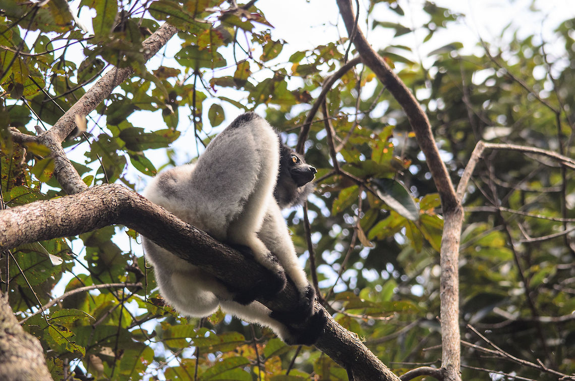 Indri at rest - 2 Last photo of an Indri, I promise :)<br />
<br />
Here you can see how long their legs are, with the knee bend, the knee is almost higher than the body still. Andasibe,Indri,Indri indri,Madagascar