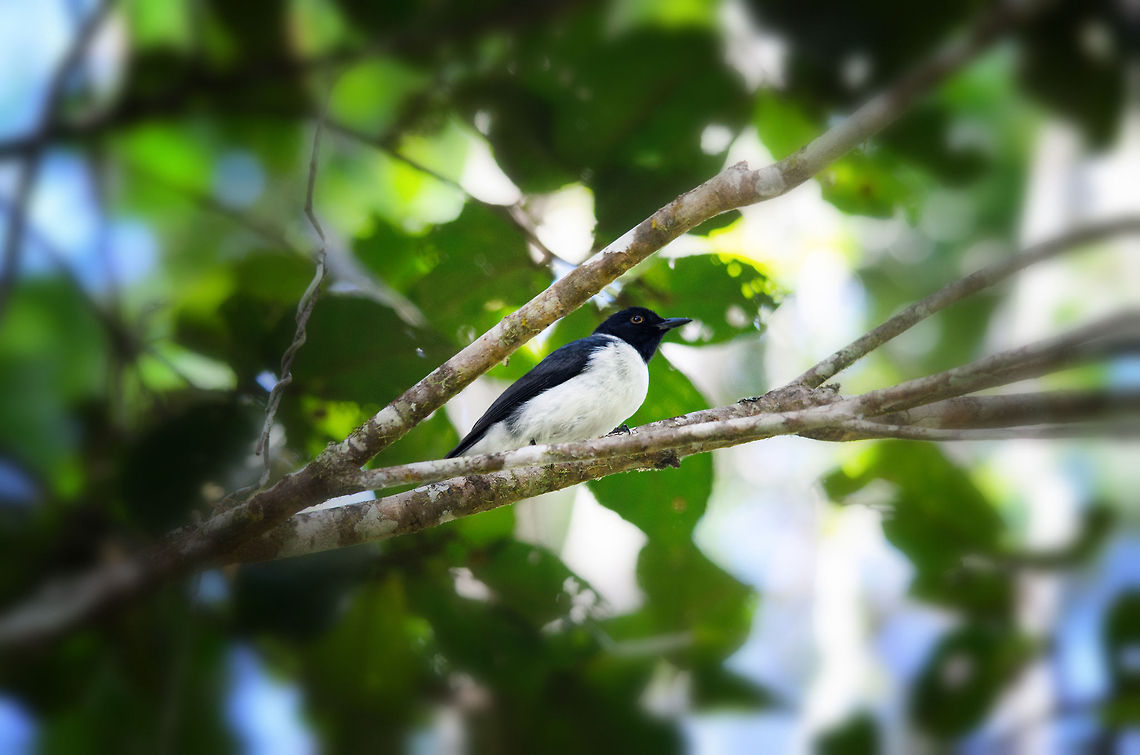 Pygmy Cuckooshrike in Andasibe Like most wildlife in Madagascar, they are only reasonably described in (old) books, but very poorly described online. It took me over an hour to match this bird spotting in the Andasibe forest to the Pygmy Cuckooshrike specie, and I'm still not 100% sure. Andasibe,Coracina abbotti,Madagascar,Pygmy Cuckooshrike