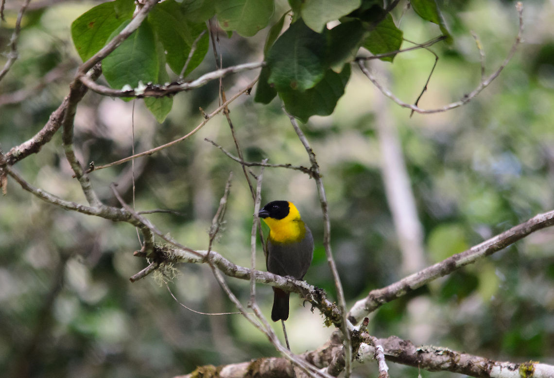 Nelicourvi Weaver, Andasibe, Madagascar Too bad the twig got in the way, but these guys are fast. This bird is endemic to Madagascar. We&#039;ve found it in the Andasibe forest and nowhere else during the rest of our tour in Madagascar. Andasibe,Madagascar,Nelicourvi Weaver,Ploceus nelicourvi