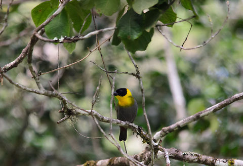 Nelicourvi Weaver, Andasibe, Madagascar Too bad the twig got in the way, but these guys are fast. This bird is endemic to Madagascar. We've found it in the Andasibe forest and nowhere else during the rest of our tour in Madagascar. Andasibe,Madagascar,Nelicourvi Weaver,Ploceus nelicourvi