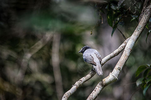 Madagascar Cuckooshrike, Andasibe, Madagascar Compared to Madagascar's other insanely strange animals, its tropical birds are reasonably dull, yet still beautiful. Here is a Madagascar Cuckooshrike found in the Andasibe forest of Madagascar. Most of the Madagascar birds are relatively small and active passerines, many endemic to Madagascar, and often only small parts of Madagascar. Andasibe,Coracina cinerea,Madagascar,Madagascar Cuckooshrike