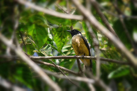 Madagascar Magpie-Robin, Andasibe, Madagascar Another pretty little forest bird in Madagascar. A little background on the photography: it's a challenge. The light is poor, there's always branches in the way of subjects and you must be very fast because the birds are very active. Using a 500mm hand-held, I have been using auto ISO and manual focus, because setting up a tripod or manually tuning ISO is a luxury you don't have time for. Manual focus is recommended because of the thick vegetation. Andasibe,Copsychus albospecularis,Madagascar,Madagascar Magpie-Robin