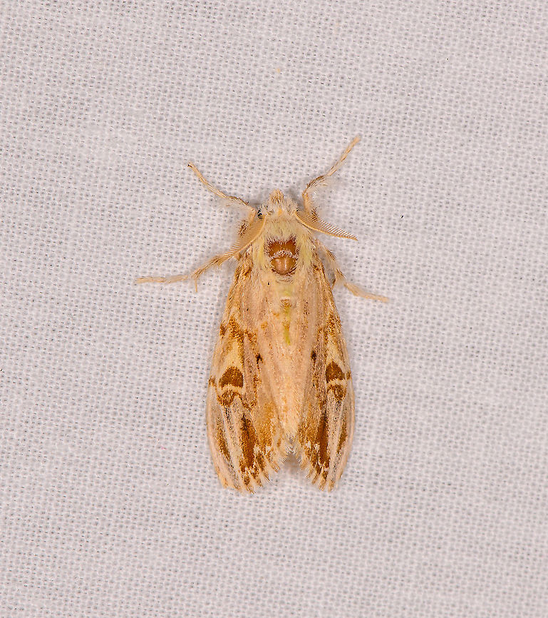 Euproctis sp.? - 2, Ivoloina park, Madagascar Similar, but not the same as this previous observation:<br />
<figure class="photo"><a href="https://www.jungledragon.com/image/89864/euproctis_sp._ivoloina_park_madagascar.html" title="Euproctis sp.?, Ivoloina park, Madagascar"><img src="https://s3.amazonaws.com/media.jungledragon.com/images/2/89864_thumb.jpg?AWSAccessKeyId=05GMT0V3GWVNE7GGM1R2&Expires=1759968010&Signature=4DqkHD5mT4eHhvM5lZyf3gZobI4%3D" width="120" height="152" alt="Euproctis sp.?, Ivoloina park, Madagascar Very small, this is a huge crop. Euproctis sp. is a first wild guess. Africa,Geotagged,Ivoloina park,LepiLED,Madagascar,Madagascar 2019,Winter,World" /></a></figure> Africa,Geotagged,Ivoloina park,LepiLED,Madagascar,Madagascar 2019,Winter,World