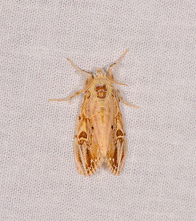 Euproctis sp.? - 2, Ivoloina park, Madagascar Similar, but not the same as this previous observation:
https://www.jungledragon.com/image/89864/euproctis_sp._ivoloina_park_madagascar.html Africa,Geotagged,Ivoloina park,LepiLED,Madagascar,Madagascar 2019,Winter,World