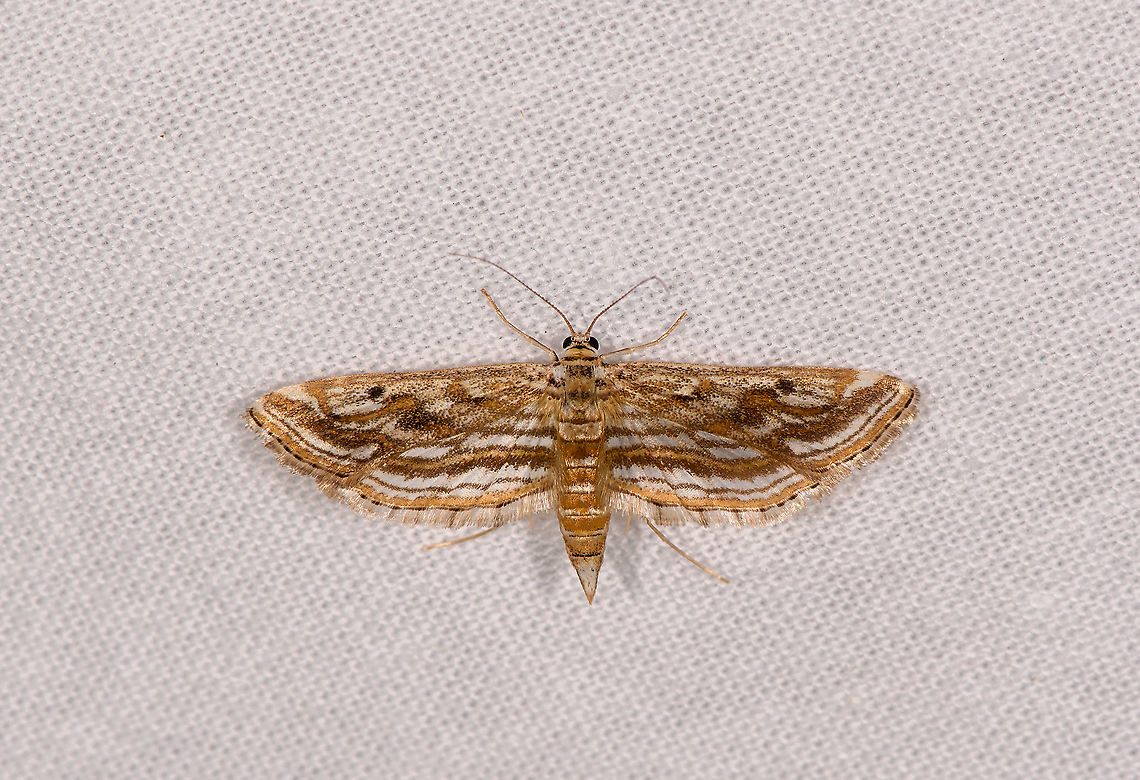 Parapoynx fluctuosalis, Ivoloina park,Madagascar Fun fact: larvae of species in this genus are like bagworms, yet aquatic:<br />
<a href="https://www.biosch.hku.hk/ecology/staffhp/dd/macroinvertebrates/Lepidoptera/Parapoynx/Parapoynx.html" rel="nofollow">https://www.biosch.hku.hk/ecology/staffhp/dd/macroinvertebrates/Lepidoptera/Parapoynx/Parapoynx.html</a> Africa,Geotagged,Ivoloina park,LepiLED,Madagascar,Madagascar 2019,Parapoynx fluctuosalis,Winter,World