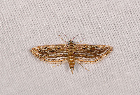 Parapoynx fluctuosalis, Ivoloina park,Madagascar Fun fact: larvae of species in this genus are like bagworms, yet aquatic:
https://www.biosch.hku.hk/ecology/staffhp/dd/macroinvertebrates/Lepidoptera/Parapoynx/Parapoynx.html Africa,Geotagged,Ivoloina park,LepiLED,Madagascar,Madagascar 2019,Parapoynx fluctuosalis,Winter,World