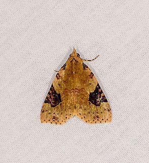 Anoba sp. or  Plecoptera sp., Ivoloina park,Madagascar Possibly related to earlier observations from 2 other locations in Madagascar:
https://www.jungledragon.com/image/86295/anoba_sp._andasibe_madagascar.html
https://www.jungledragon.com/image/84977/hard-lined_moth_ranomafana_madagascar.html Africa,Ivoloina park,LepiLED,Madagascar,Madagascar 2019,World