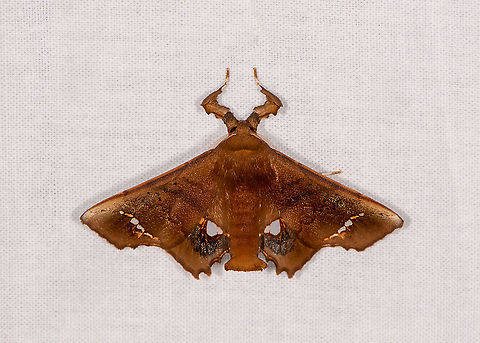 Episparis vitrea - wings open, Ivoloina park, Madagascar A second shot of this wonderful species on the same night in  Ivoloina park, this time with the wings more spread. Africa,Episparis vitrea,Geotagged,Ivoloina park,LepiLED,Madagascar,Madagascar 2019,Winter,World