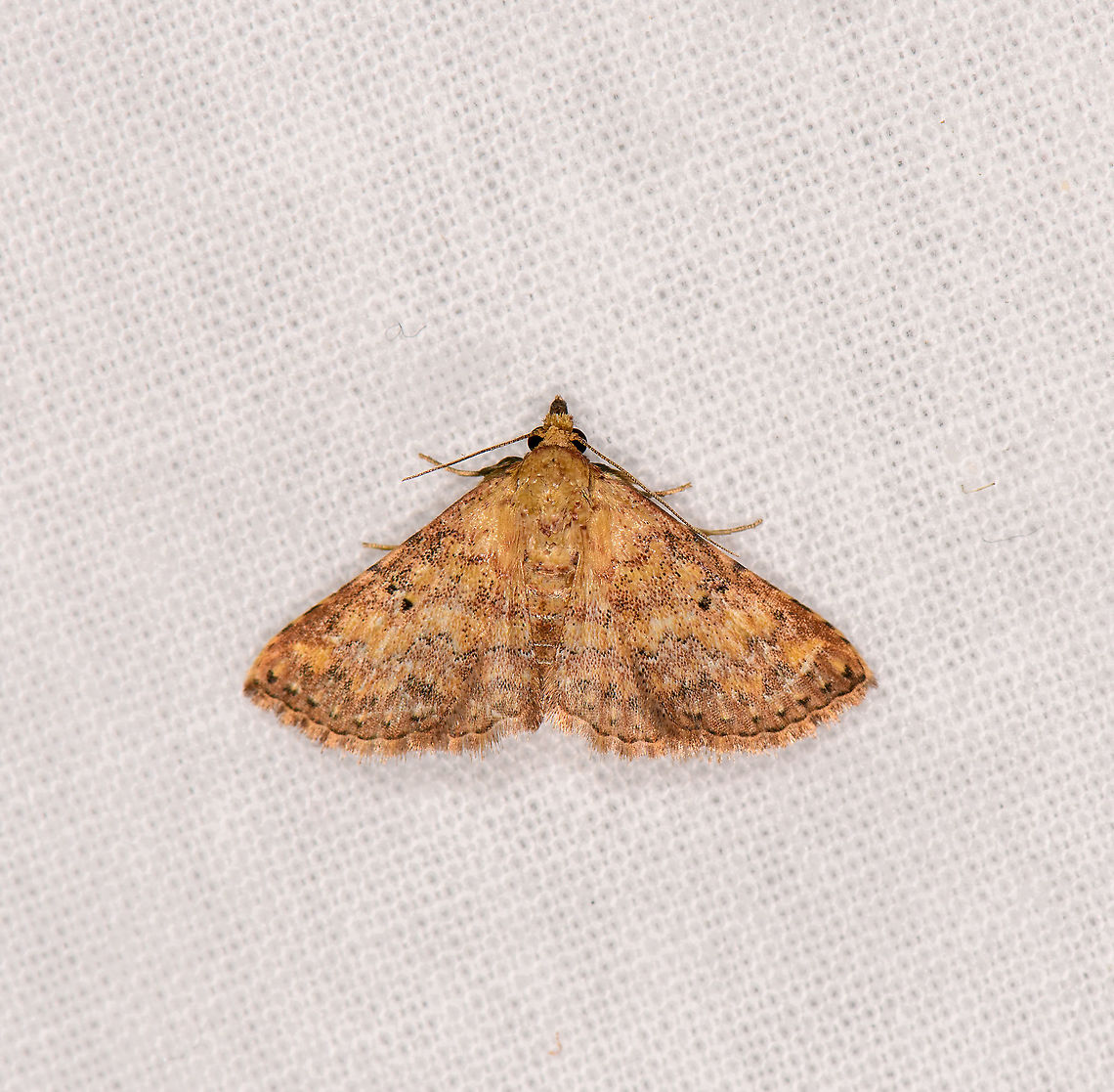 Cerynea thermesialis, Ivoloina park, Madagascar Cerynea nr. thermesialis (near). ID by Maik Bippus. Africa,Cerynea thermesialis,Geotagged,Ivoloina park,LepiLED,Madagascar,Madagascar 2019,Winter,World