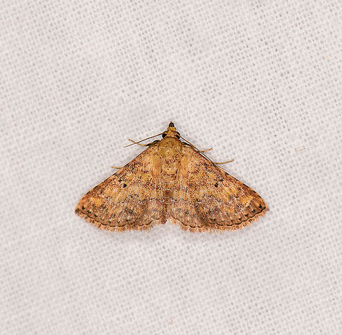 Cerynea thermesialis, Ivoloina park, Madagascar Cerynea nr. thermesialis (near). ID by Maik Bippus. Africa,Cerynea thermesialis,Geotagged,Ivoloina park,LepiLED,Madagascar,Madagascar 2019,Winter,World