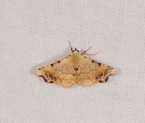 Corgatha elleni, Ivoloina park, Madagascar Looks somewhat similar to this Australian species:
https://bie.ala.org.au/species/urn:lsid:biodiversity.org.au:afd.taxon:0464b393-6250-4caa-9743-e4d9d7046e7b#gallery Africa,Corgatha elleni,Geotagged,Ivoloina park,LepiLED,Madagascar,Madagascar 2019,Winter,World