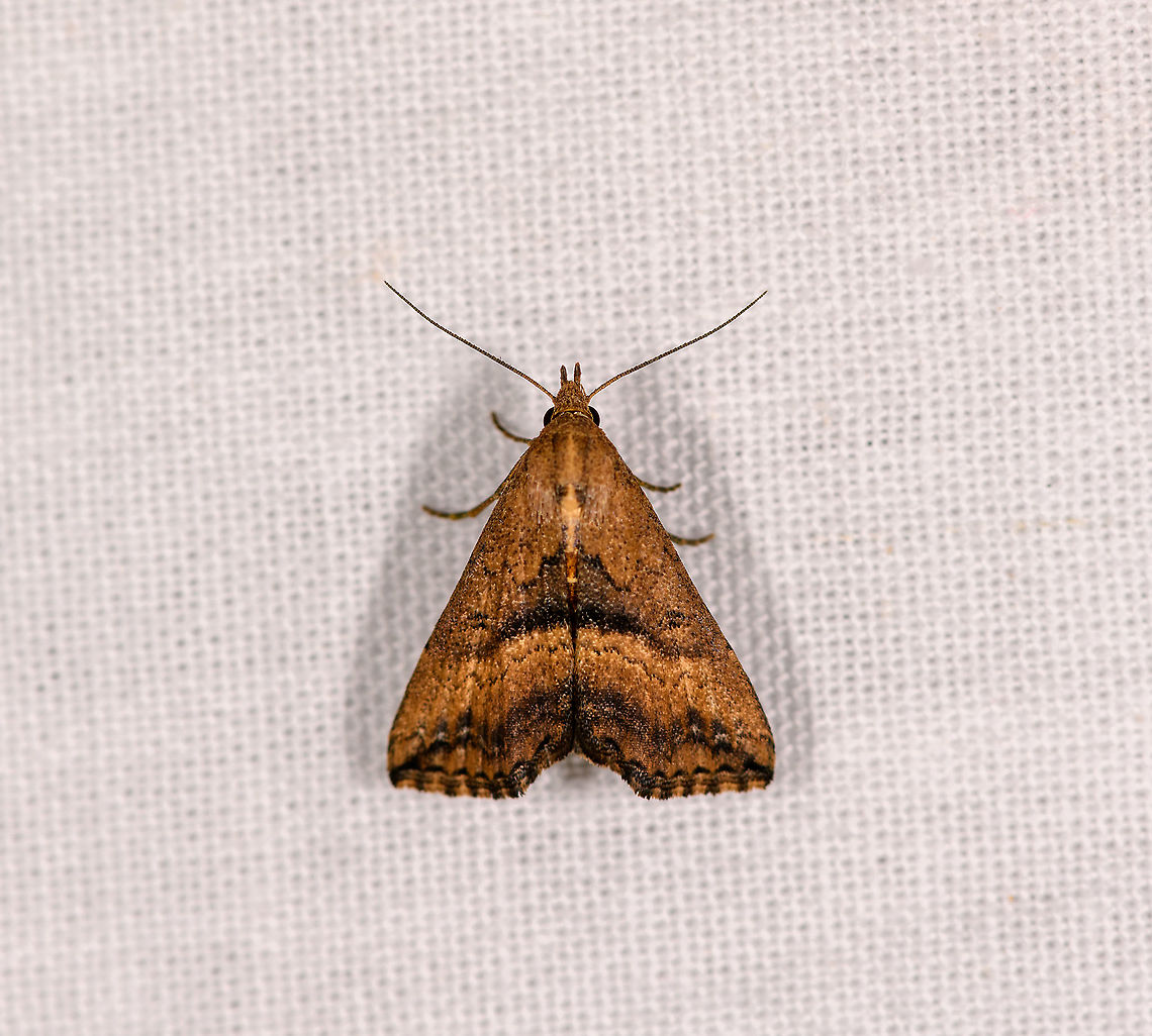 Progonia matilei, Ivoloina park,Madagascar ID by Maik Bippus. Africa,Geotagged,Ivoloina park,LepiLED,Madagascar,Madagascar 2019,Progonia matilei,Winter,World