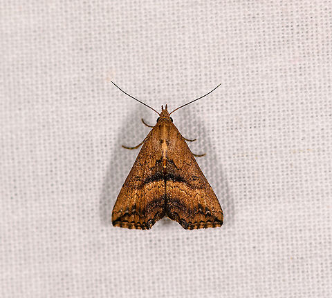 Progonia matilei, Ivoloina park,Madagascar ID by Maik Bippus. Africa,Geotagged,Ivoloina park,LepiLED,Madagascar,Madagascar 2019,Progonia matilei,Winter,World