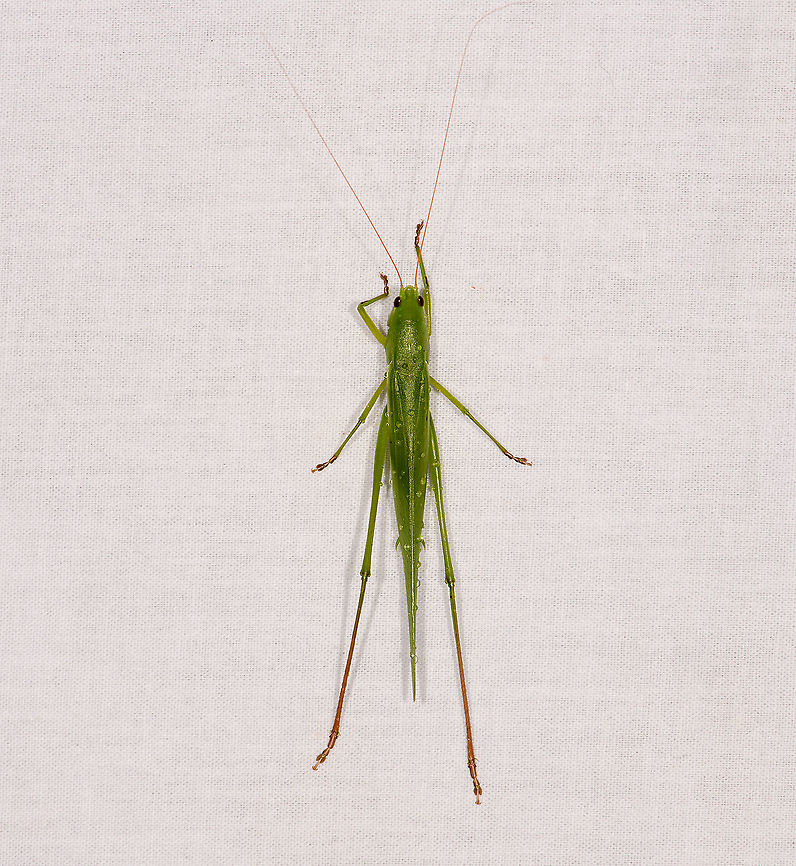 Lengthy katydid, Ivoloina park,Madagascar A not-so-little by-catch on the moth cloth. Africa,Geotagged,Ivoloina park,Madagascar,Madagascar 2019,Winter,World