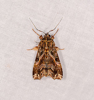 Callopistria maillardi, Ivoloina park, Madagascar Also found in another location, Andasibe:
https://www.jungledragon.com/image/86210/armyworm_moth_spodoptera_andasibe_madagascar.html Africa,Callopistria maillardi,Geotagged,Ivoloina park,LepiLED,Madagascar,Madagascar 2019,Winter,World