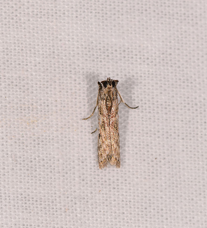 Tortricidae? Ivoloina park,Madagascar  Africa,Geotagged,Ivoloina park,LepiLED,Madagascar,Madagascar 2019,Winter,World