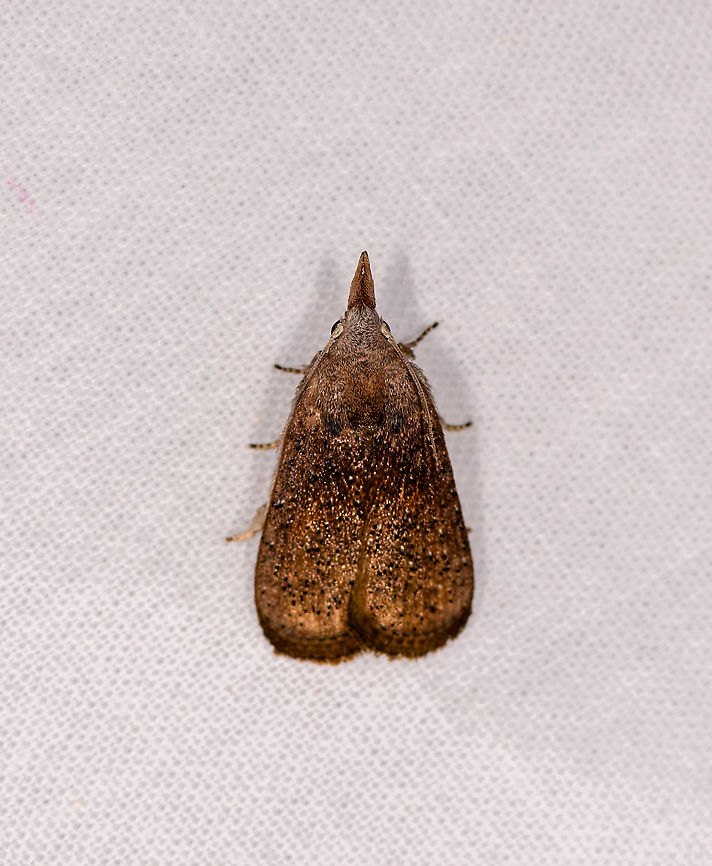 Unknown moth, Ivoloina park, Madagascar  Africa,Geotagged,Ivoloina park,LepiLED,Madagascar,Madagascar 2019,Winter,World
