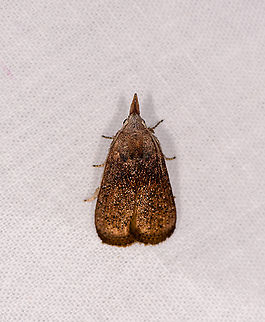 Unknown moth, Ivoloina park, Madagascar  Africa,Geotagged,Ivoloina park,LepiLED,Madagascar,Madagascar 2019,Winter,World