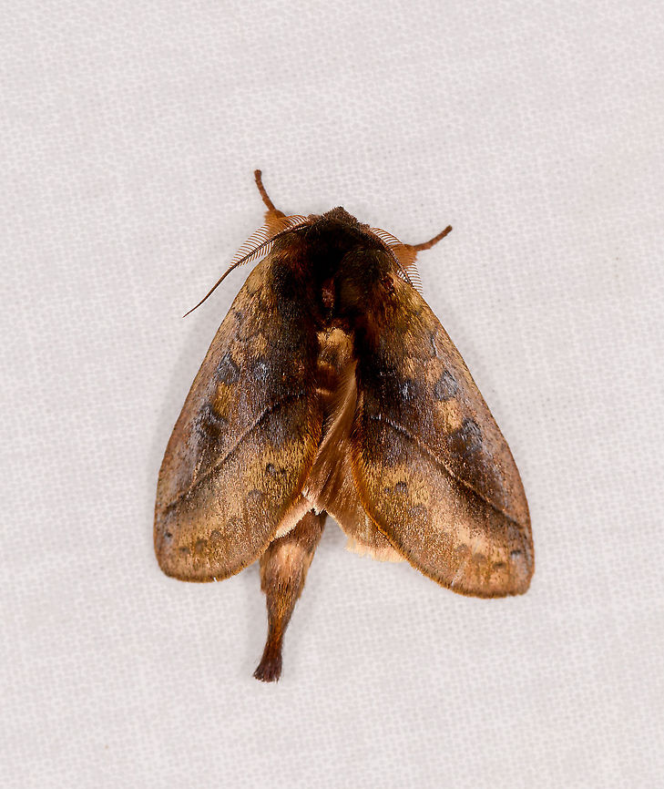 Notodontidae, Ivoloina park, Madagascar Presumably mimicking a leaf. Side view:<br />
<figure class="photo"><a href="https://www.jungledragon.com/image/90249/notodontidae_-_side_view_ivoloina_park_madagascar.html" title="Notodontidae - side view, Ivoloina park, Madagascar"><img src="https://s3.amazonaws.com/media.jungledragon.com/images/2/90249_thumb.jpg?AWSAccessKeyId=05GMT0V3GWVNE7GGM1R2&Expires=1769040010&Signature=bBNkV0kb%2Fm3fOO8mvfI4vyhWrhs%3D" width="200" height="164" alt="Notodontidae - side view, Ivoloina park, Madagascar Top view:<br />
https://www.jungledragon.com/image/90248/notodontidae_ivoloina_park_madagascar.html Africa,Geotagged,Ivoloina park,LepiLED,Madagascar,Madagascar 2019,Winter,World" /></a></figure> Africa,Geotagged,Ivoloina park,LepiLED,Madagascar,Madagascar 2019,Winter,World