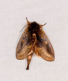 Notodontidae, Ivoloina park, Madagascar Presumably mimicking a leaf. Side view:
https://www.jungledragon.com/image/90249/notodontidae_-_side_view_ivoloina_park_madagascar.html Africa,Geotagged,Ivoloina park,LepiLED,Madagascar,Madagascar 2019,Winter,World