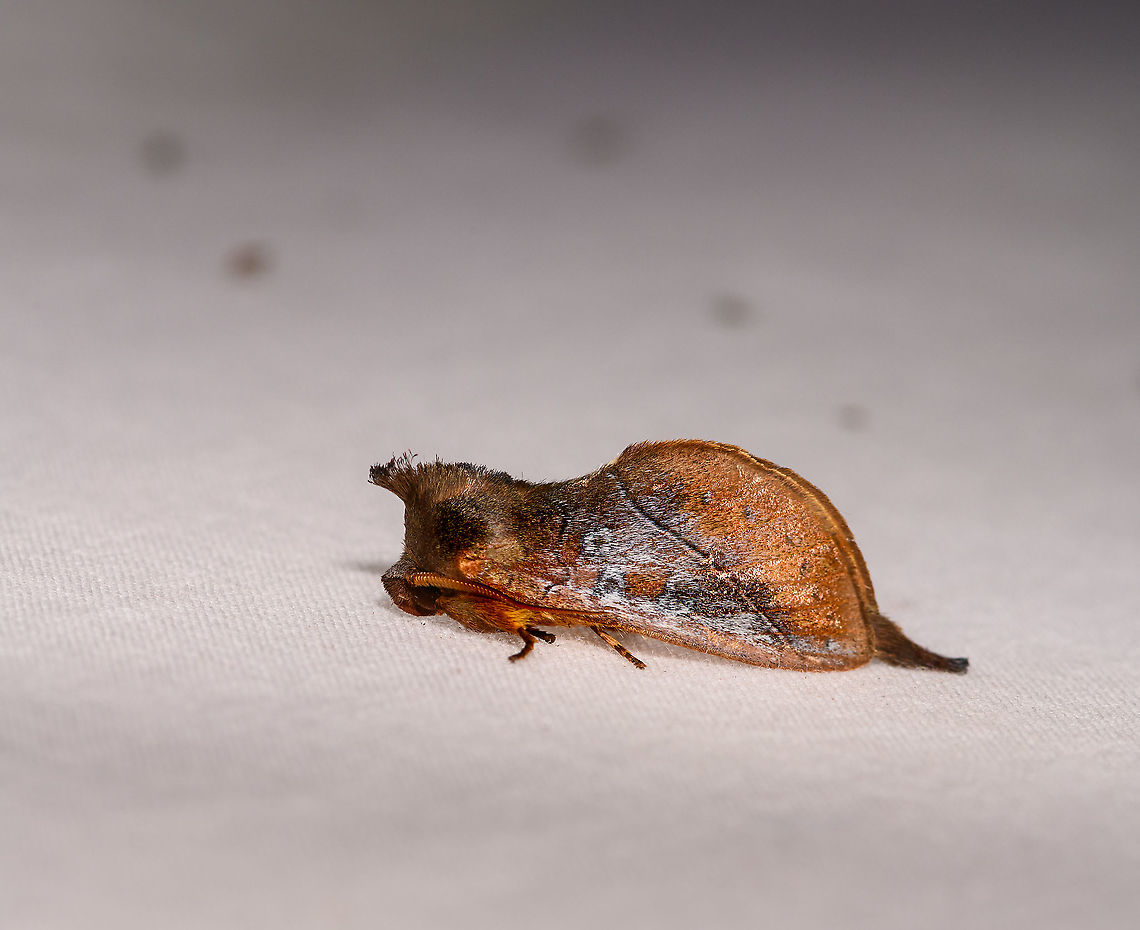 Notodontidae - side view, Ivoloina park, Madagascar Top view:<br />
<figure class="photo"><a href="https://www.jungledragon.com/image/90248/notodontidae_ivoloina_park_madagascar.html" title="Notodontidae, Ivoloina park, Madagascar"><img src="https://s3.amazonaws.com/media.jungledragon.com/images/2/90248_thumb.jpg?AWSAccessKeyId=05GMT0V3GWVNE7GGM1R2&Expires=1759968010&Signature=SXVxThn46tUb1aXoT0upQ612p5I%3D" width="128" height="152" alt="Notodontidae, Ivoloina park, Madagascar Presumably mimicking a leaf. Side view:<br />
https://www.jungledragon.com/image/90249/notodontidae_-_side_view_ivoloina_park_madagascar.html Africa,Geotagged,Ivoloina park,LepiLED,Madagascar,Madagascar 2019,Winter,World" /></a></figure> Africa,Geotagged,Ivoloina park,LepiLED,Madagascar,Madagascar 2019,Winter,World