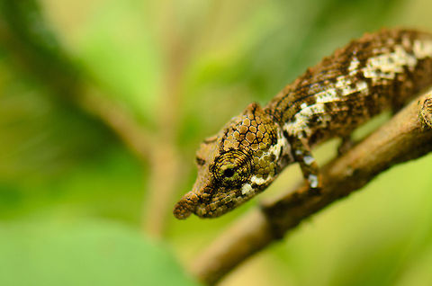 Tiny Big-nosed chameleon After a long and fascinating walk in the Andasibe forest to meet the Indri Indri, we were back at the park's entrance. Waiting for our pickup back to the lodge we spotted this tiny (about half the length of a pinky) Big-nosed chameleon in the bushes. 

We learned that if you are looking for a chameleon, you have to think like them. They need the heat of the sun, so you'll often find them in open places or on the edge of a forest. Yet they also need camouflage. Combine these two facts and you'll greatly improve your odds in finding them. Andasibe,Big-nosed chameleon,Calumma nasutum,Madagascar