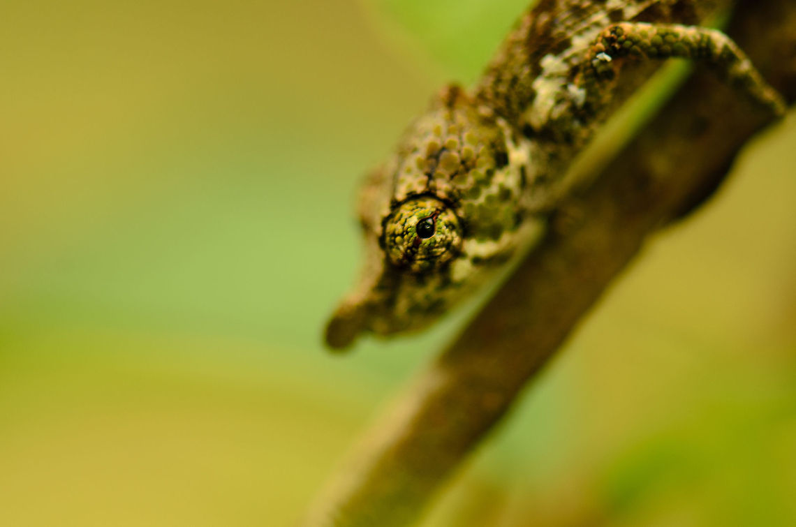 Big-nosed chameleon closeup You know you are super close when only the eye of a Big-nosed chameleon is in focus, a chameleon about the size of half a pinky in this case. Andasibe,Big-nosed chameleon,Calumma nasutum,Madagascar