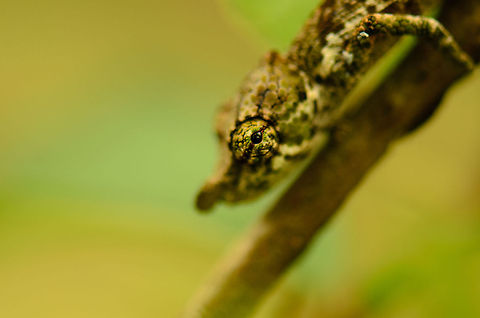Big-nosed chameleon closeup You know you are super close when only the eye of a Big-nosed chameleon is in focus, a chameleon about the size of half a pinky in this case. Andasibe,Big-nosed chameleon,Calumma nasutum,Madagascar