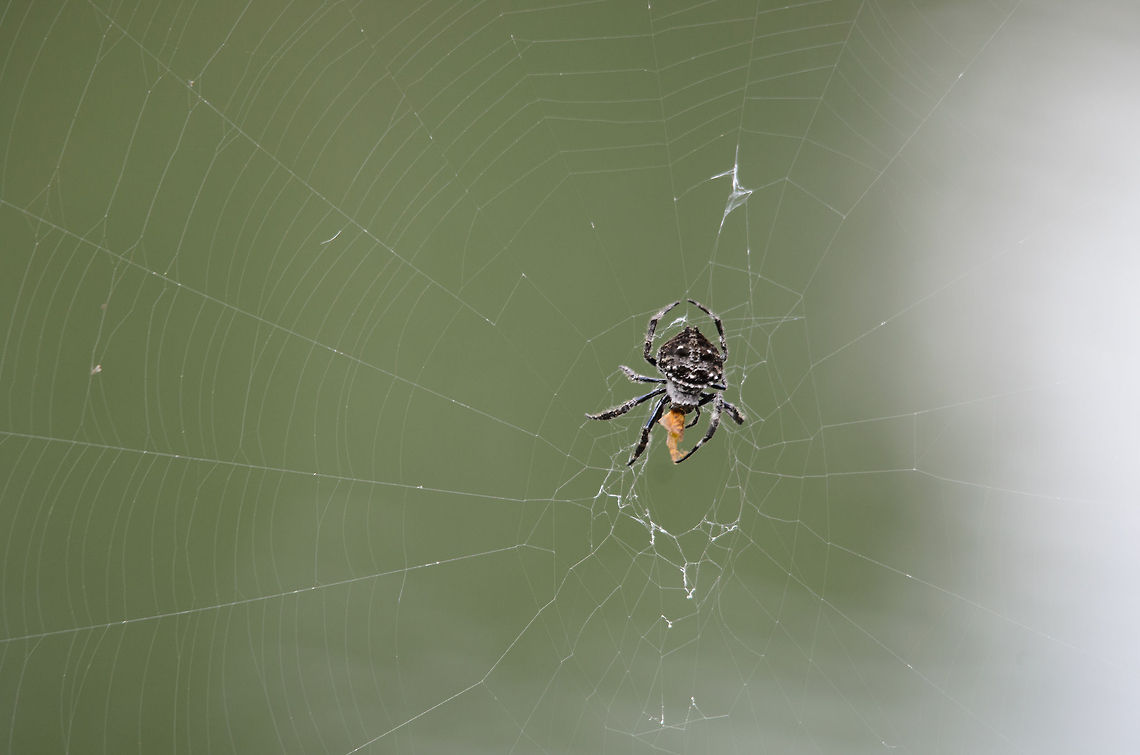 Darwins bark spider, Andasibe, Madagascar I've been unable to exactly identify this species. The guide called it a "crab spider", but obviously that's a too generic ID. This one was above a river in Andasibe, quite out of reach so I had to use the 500mm. It seems to be eating some wings from a poor creature. Andasibe,Caerostris darwini,Darwins bark spider,Madagascar
