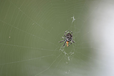 Darwins bark spider