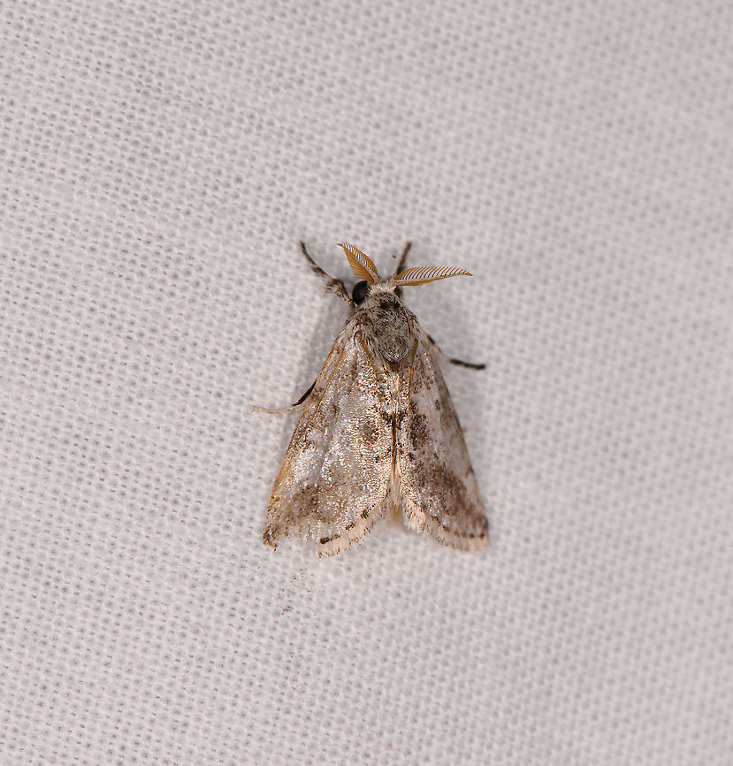 Small grass moth? Ivoloina park, Madagascar  Africa,Geotagged,Ivoloina park,LepiLED,Madagascar,Madagascar 2019,Winter,World