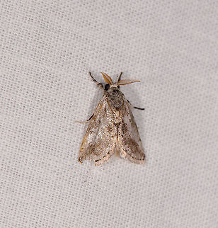 Small grass moth? Ivoloina park, Madagascar  Africa,Geotagged,Ivoloina park,LepiLED,Madagascar,Madagascar 2019,Winter,World