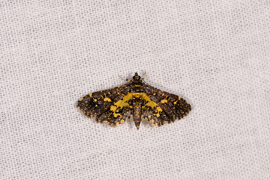 Eurrhyparodes bracteolalis, Ivoloina park, Madagascar Tentative ID. Eurrhyparodes accessalis looks almost identical yet is out of range, whilst Eurrhyparodes bracteolalis is known to occur in Tropical Africa. Africa,Eurrhyparodes bracteolalis,Geotagged,Ivoloina park,LepiLED,Madagascar,Madagascar 2019,Winter,World