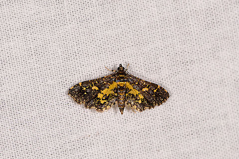 Eurrhyparodes bracteolalis, Ivoloina park, Madagascar Tentative ID. Eurrhyparodes accessalis looks almost identical yet is out of range, whilst Eurrhyparodes bracteolalis is known to occur in Tropical Africa. Africa,Eurrhyparodes bracteolalis,Geotagged,Ivoloina park,LepiLED,Madagascar,Madagascar 2019,Winter,World