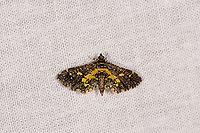 Eurrhyparodes bracteolalis, Ivoloina park, Madagascar Tentative ID. Eurrhyparodes accessalis looks almost identical yet is out of range, whilst Eurrhyparodes bracteolalis is known to occur in Tropical Africa. Africa,Eurrhyparodes bracteolalis,Geotagged,Ivoloina park,LepiLED,Madagascar,Madagascar 2019,Winter,World