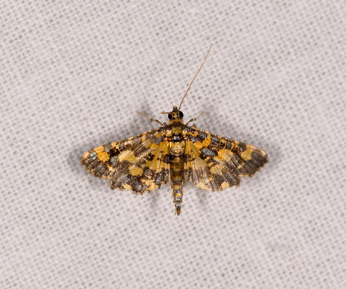 Eurrhyparodes tricoloralis, Ivoloina park, Madagascar Found in the same minute as its family (genus) member:<br />
<figure class="photo"><a href="https://www.jungledragon.com/image/90323/eurrhyparodes_bracteolalis_ivoloina_park_madagascar.html" title="Eurrhyparodes bracteolalis, Ivoloina park, Madagascar"><img src="https://s3.amazonaws.com/media.jungledragon.com/images/2/90323_thumb.jpg?AWSAccessKeyId=05GMT0V3GWVNE7GGM1R2&Expires=1759968010&Signature=zGO0FI3Uqkaevu8rDGVfYHIEp%2FQ%3D" width="200" height="134" alt="Eurrhyparodes bracteolalis, Ivoloina park, Madagascar Tentative ID. Eurrhyparodes accessalis looks almost identical yet is out of range, whilst Eurrhyparodes bracteolalis is known to occur in Tropical Africa. Africa,Eurrhyparodes bracteolalis,Geotagged,Ivoloina park,LepiLED,Madagascar,Madagascar 2019,Winter,World" /></a></figure> Africa,Eurrhyparodes tricoloralis,Geotagged,Ivoloina park,LepiLED,Madagascar,Madagascar 2019,Winter,World