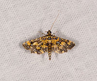 Eurrhyparodes tricoloralis, Ivoloina park, Madagascar Found in the same minute as its family (genus) member:<br />
https://www.jungledragon.com/image/90323/eurrhyparodes_bracteolalis_ivoloina_parkmadagascar.html Africa,Eurrhyparodes tricoloralis,Geotagged,Ivoloina park,LepiLED,Madagascar,Madagascar 2019,Winter,World