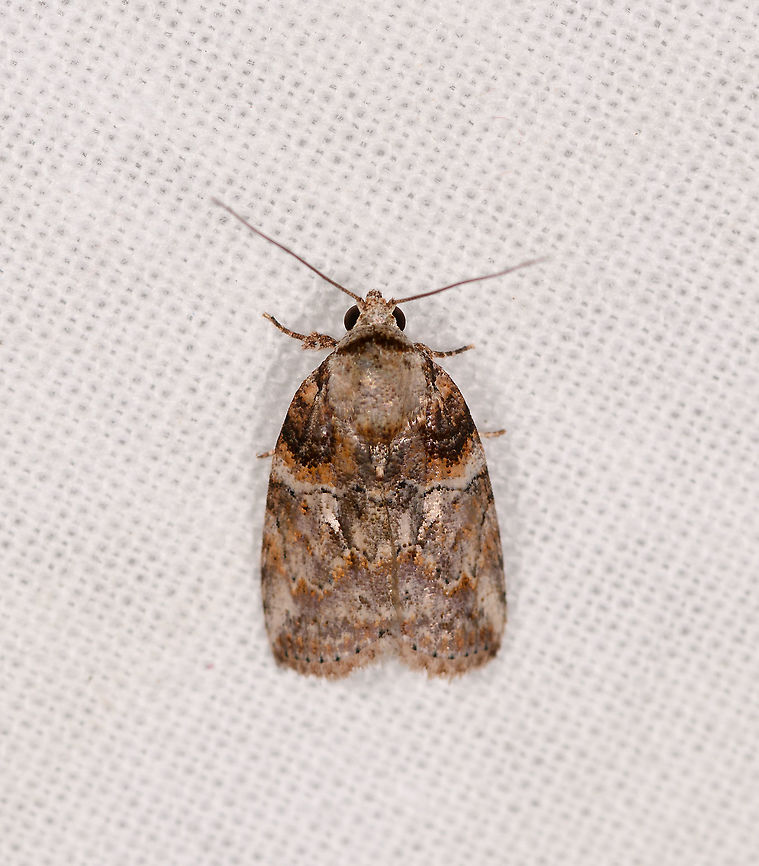 Garella basalis, Ivoloina park, Madagascar Possibly related to this earlier find from Andasibe:<br />
<figure class="photo"><a href="https://www.jungledragon.com/image/86376/small_shiny_moth_andasibe_madagascar.html" title="Small shiny moth, Andasibe, Madagascar"><img src="https://s3.amazonaws.com/media.jungledragon.com/images/2/86376_thumb.jpg?AWSAccessKeyId=05GMT0V3GWVNE7GGM1R2&Expires=1769040010&Signature=Etce0VMPFrwEMIslKbxrlN%2FzGMI%3D" width="200" height="184" alt="Small shiny moth, Andasibe, Madagascar This concludes the single night Andasibe mothing session. Species captured: 57. Africa,Andasibe,LepiLED,Madagascar,Madagascar 2019,World" /></a></figure> Africa,Garella basalis,Geotagged,Ivoloina park,LepiLED,Madagascar,Madagascar 2019,Winter,World